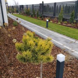 Ogrody Patryk Obrębski - Nowoczesny ogród z ścieżką z kostki, oświetleniem i ozdobnymi roślinami, w tym karłowatą sosną o żółtych igłach, wyściółkowany korą.