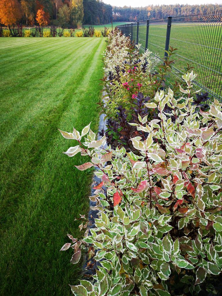 Starannie utrzymany trawnik z wyraźnymi pasami koszenia, obok rabata z ozdobnymi krzewami o pstrych liściach, oddzielona obrzeżem, w tle siatka ogrodzeniowa i drzewa.