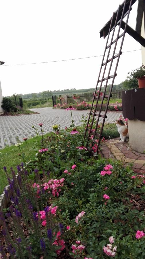 Kwitnący ogród z różowymi różami, jeżówkami i fioletową szałwią; drewniana drabinka przy ścianie budynku i siedzący kot tricolor.