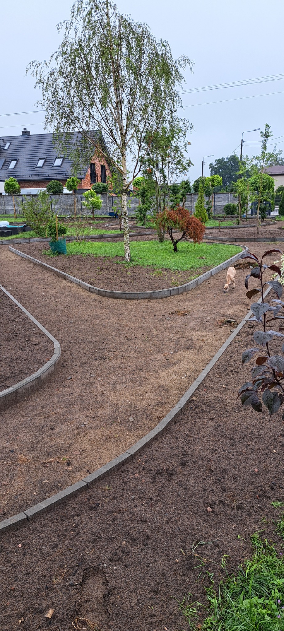 Przygotowany teren pod ścieżki w ogrodzie z obrzeżami z kostki, młoda brzoza w centralnej części, w tle dom z czerwonej cegły i zadbana zieleń, pies w tle