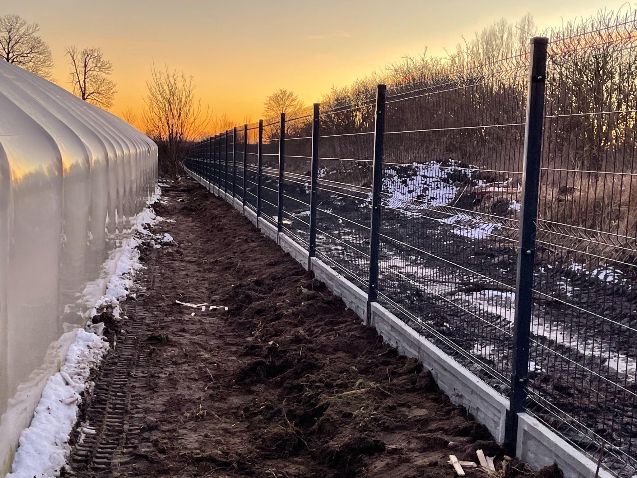 Nowoczesne ogrodzenie panelowe z podmurówką betonową, widok z perspektywy ziemi, obok szklarni, zachód słońca w tle.