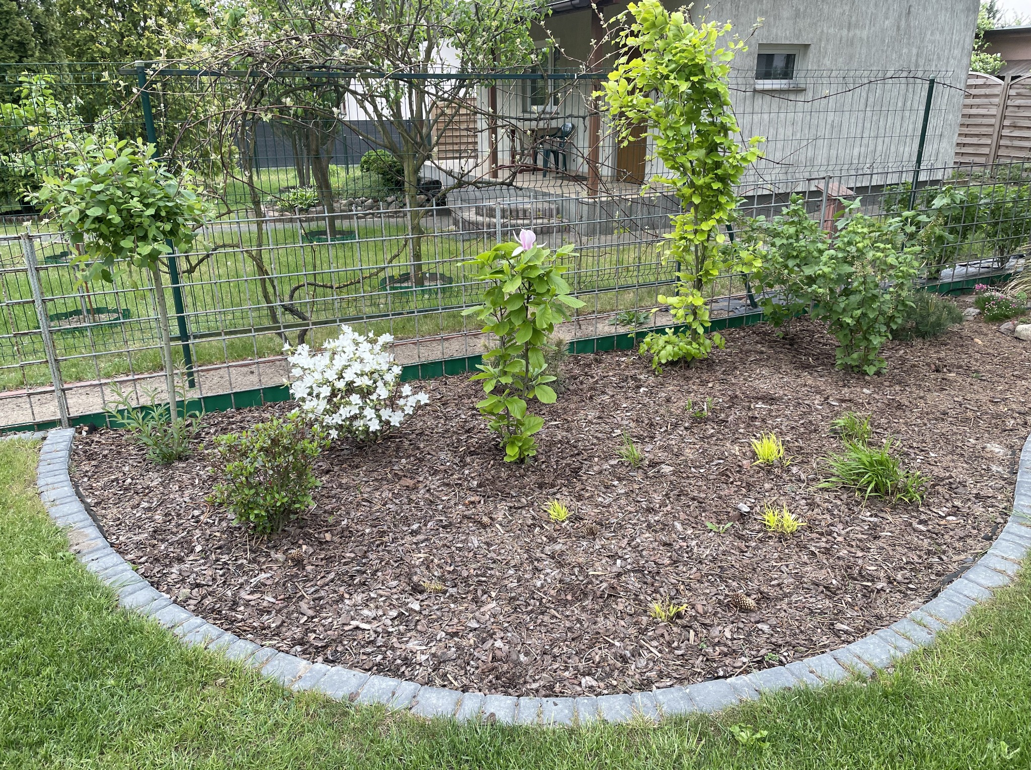 Kształtna rabata z korą i nasadzeniami, obrzeże z kostki, trawnik i ogrodzenie siatkowe w tle. Widok na dom z ogrodem. Słoneczny dzień.