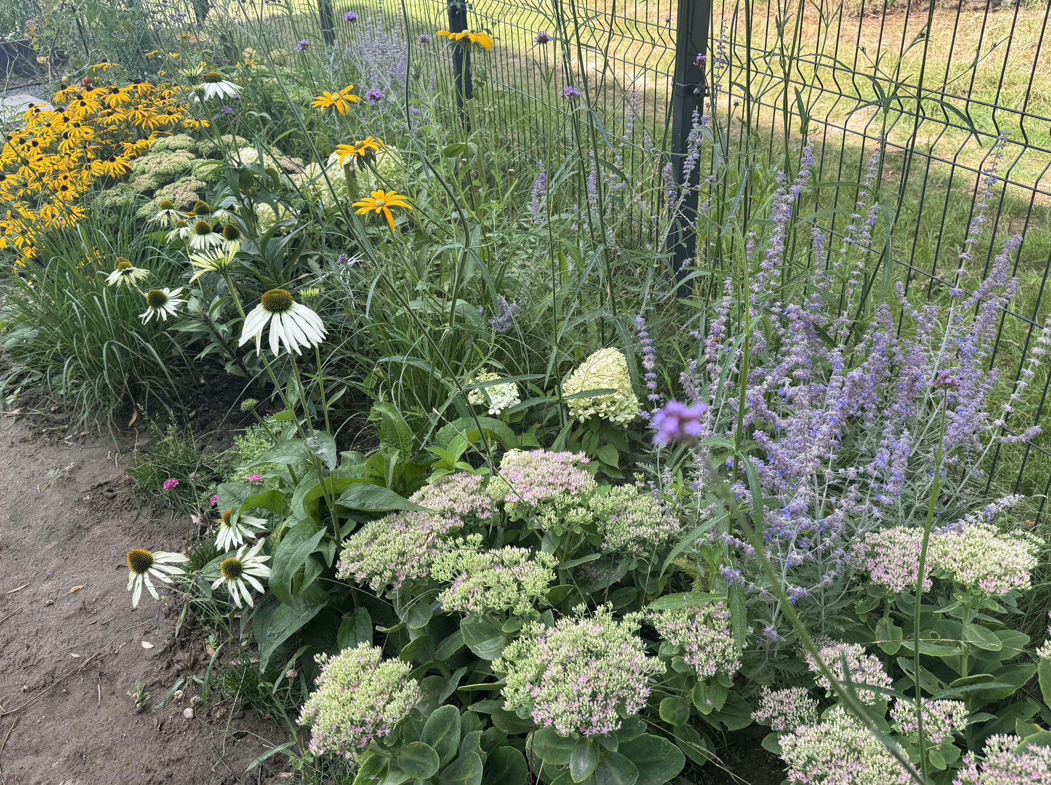 Kwitnący ogród z różnorodnymi kwiatami (rudbekie, jeżówki, rozchodniki) i zielenią, ogrodzony siatką. Kompozycja barw i faktur w naturalnym otoczeniu.