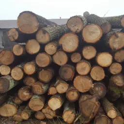 Stos pociętych kloców drewna na placu, widoczne ślady mchu na korze, w tle budynek gospodarczy i pochmurne niebo.