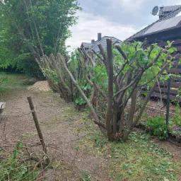 Pielęgnacyjne przycinanie krzewów leszczyny na wysokość 2 metry