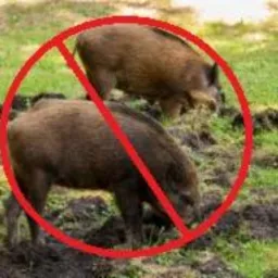 Dwa dziki ryjące w ziemi, przekreślone czerwonym okręgiem, na tle zielonej trawy i drzew.