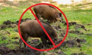 Dwa dziki ryjące w ziemi, przekreślone czerwonym okręgiem, na tle zielonej trawy i drzew.