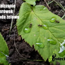 Usuwanie mrówek z ogrodu