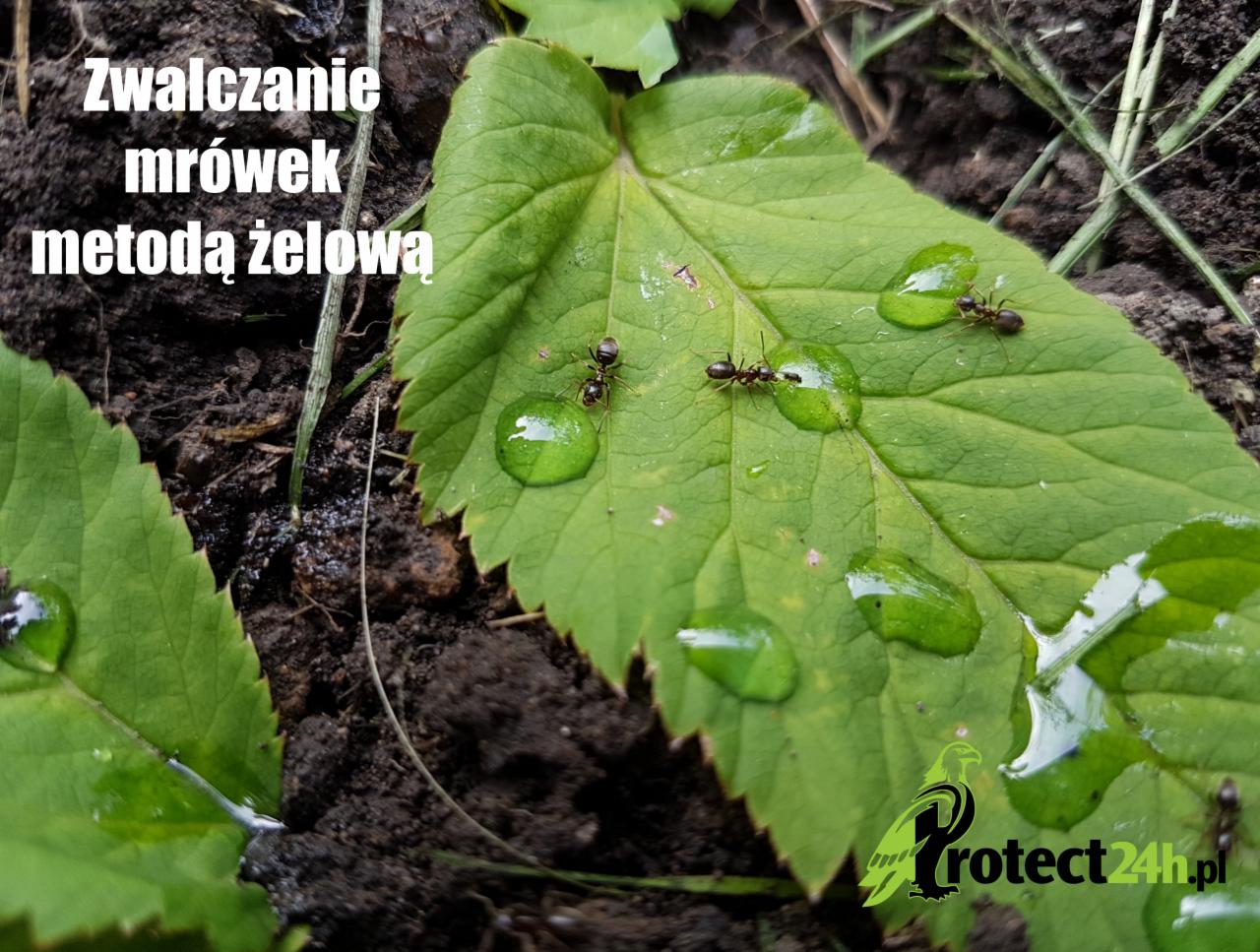 Usuwanie mrówek z ogrodu