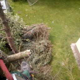 Zakład Usług Leśnych Mariusz Jakubaszek - Widok z góry na częściowo obcięte drzewo iglaste, z widocznym fragmentem ogrodu, suszarką na pranie i budynkiem w tle, z perspektywy osoby zabezpieczonej liną i sprzętem alpinistycznym.