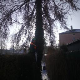 Wycinka drzew Trzydnik Duży 4