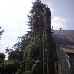 Wycinka drzew Trzydnik Duży 2