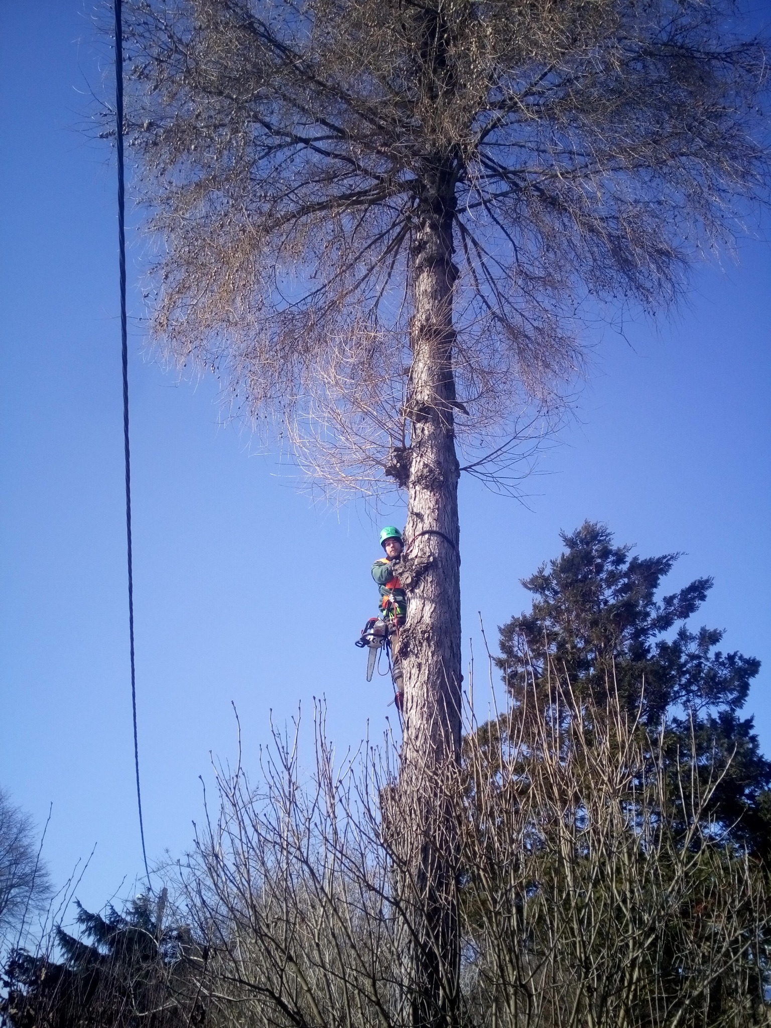 Arborysta w uprzęży, z piłą spalinową, wspina się po wysokim, uschniętym drzewie na tle błękitnego nieba.
