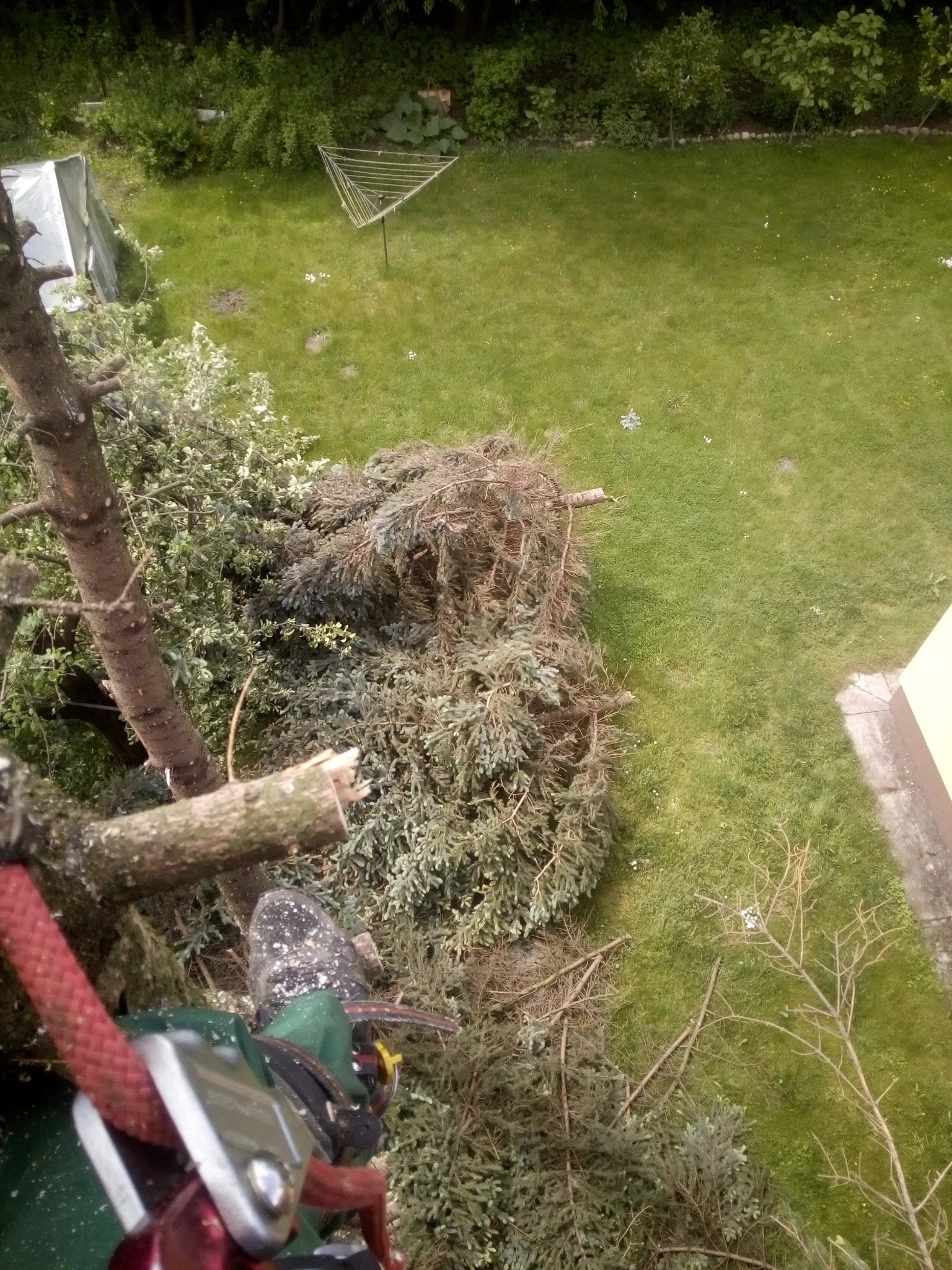 Widok z góry na częściowo obcięte drzewo iglaste, z widocznym fragmentem ogrodu, suszarką na pranie i budynkiem w tle, z perspektywy osoby zabezpieczonej liną i sprzętem alpinistycznym.
