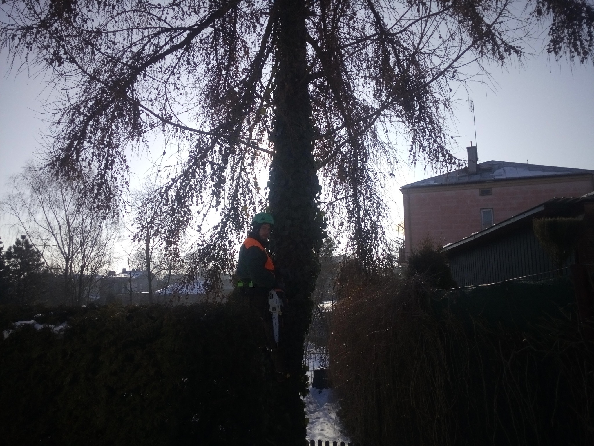 Pracownik w uprzęży, z piłą spalinową, wspina się na drzewo porośnięte bluszczem, widoczne gałęzie i budynek w tle.