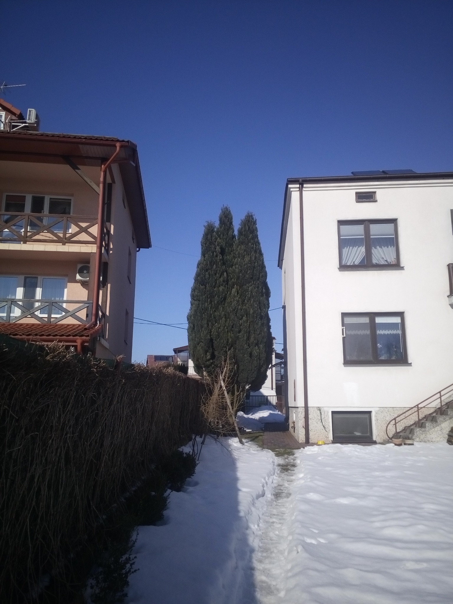 Dwie wysokie, smukłe tuje rosnące między dwoma budynkami w zimowej scenerii, z pokrywą śnieżną i błękitnym niebem.