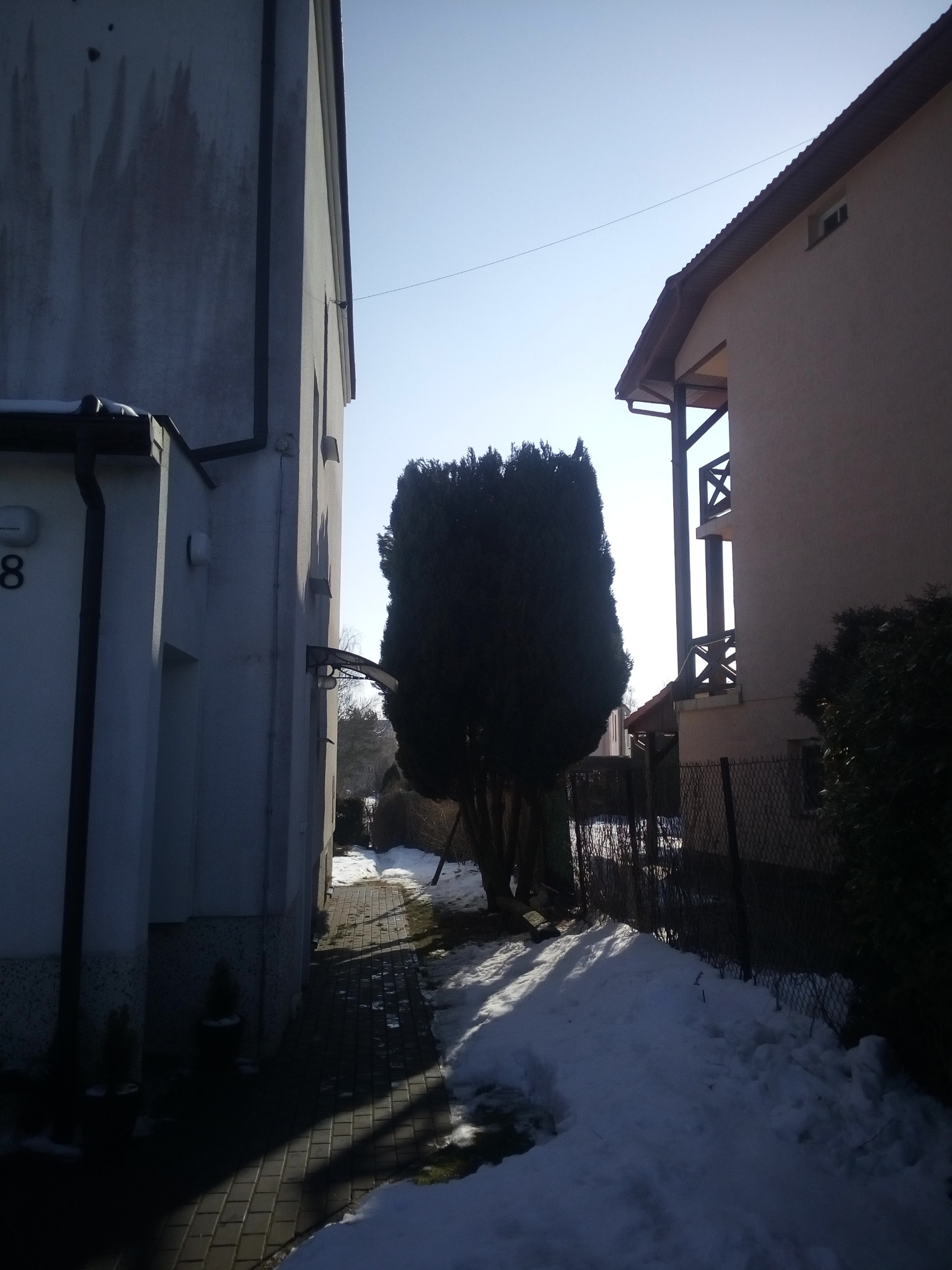 Zimowy krajobraz z przyciętym drzewem iglastym pomiędzy dwoma budynkami, ścieżka z kostki brukowej pokryta częściowo śniegiem.