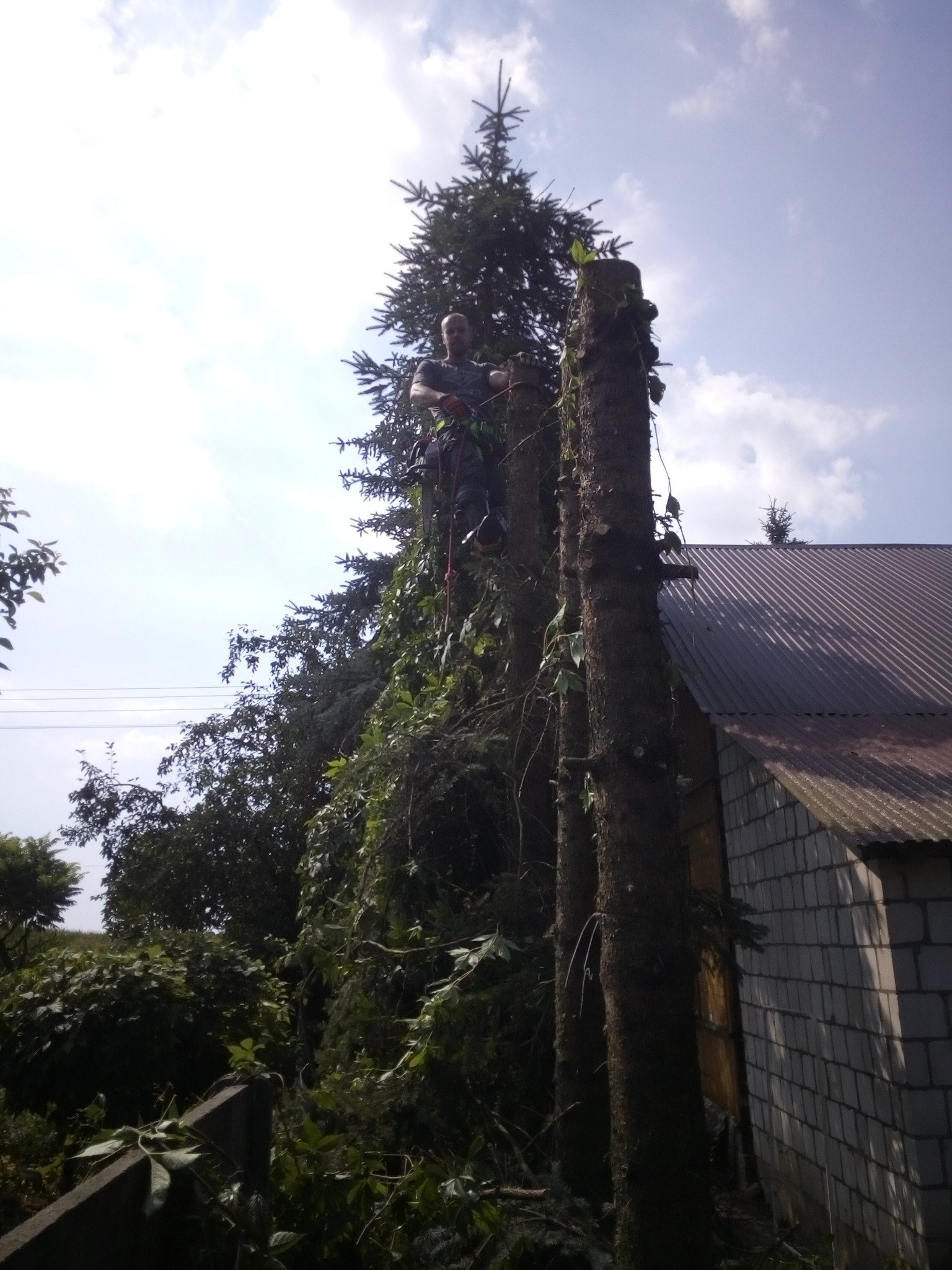 Arborysta w uprzęży, w trakcie wycinki wysokiej choinki w pobliżu budynku z blachy falistej, widok z dołu.