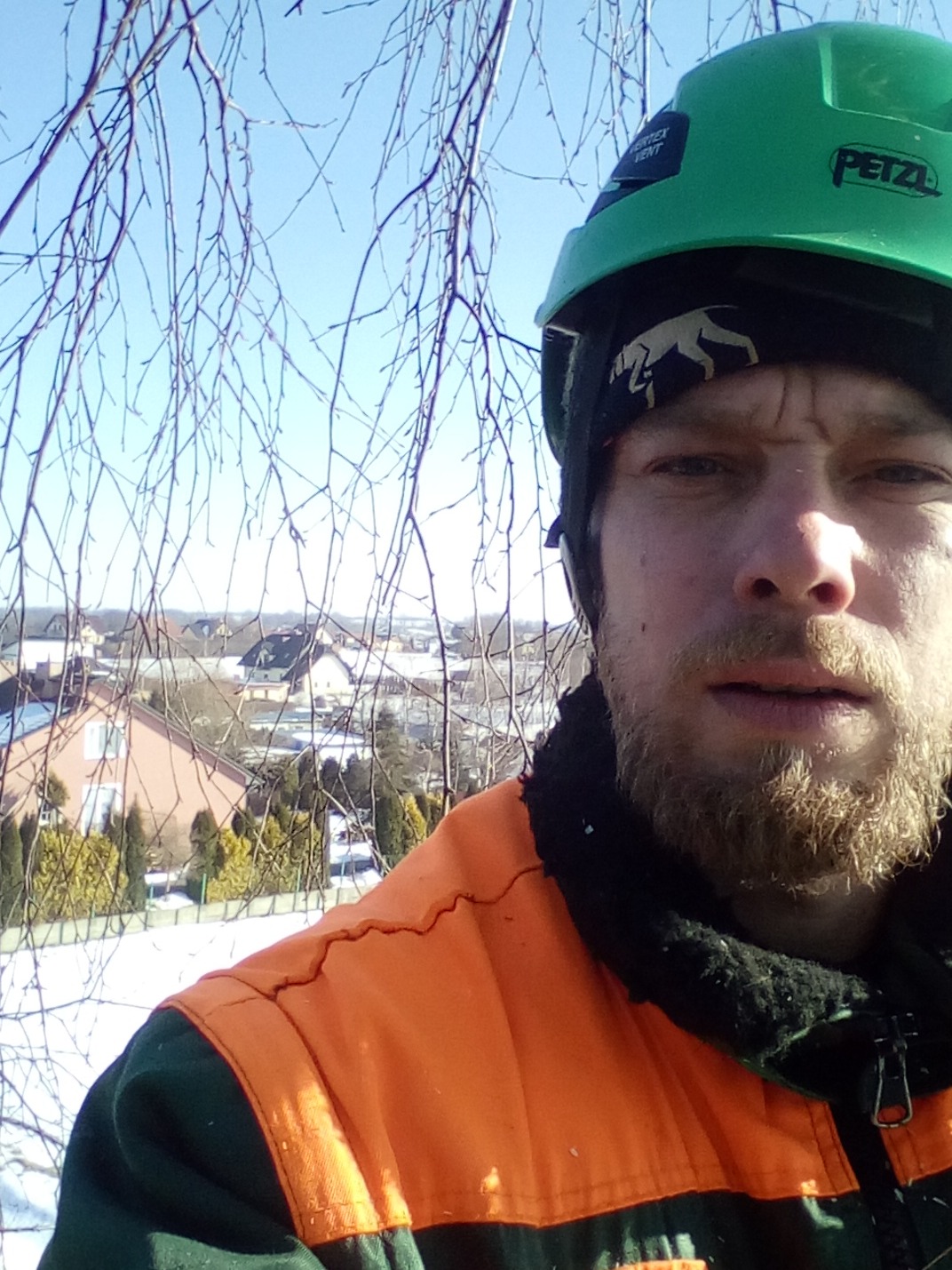 Wycinka wysokiej brzozy