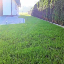 Świeżo założony trawnik z rolki, z widoczną siatką wzmacniającą w tle, przylegający do domu z kostką brukową i rzędem wysokich, gęstych tuj.