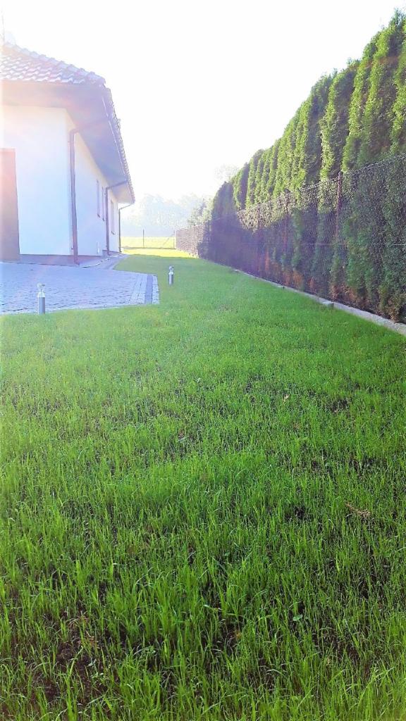 Świeżo założony trawnik z rolki, z widoczną siatką wzmacniającą w tle, przylegający do domu z kostką brukową i rzędem wysokich, gęstych tuj.