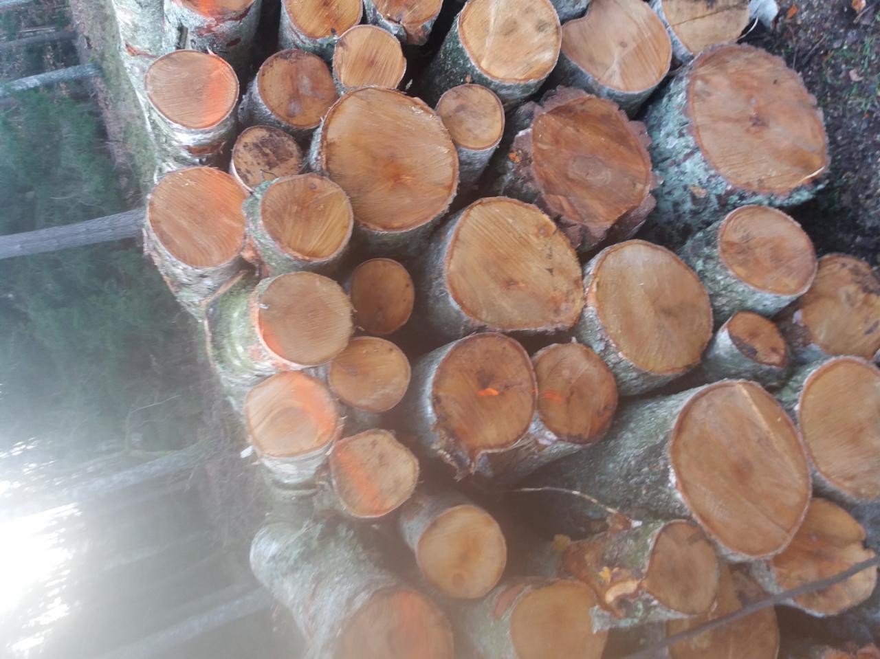 Stos pociętych klocków drewna z korą, niektóre z pomarańczowymi oznaczeniami, ułożone na zewnątrz w lesie.