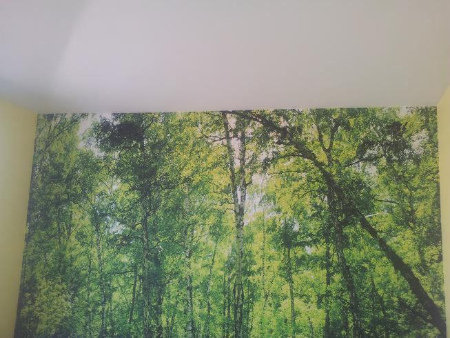 Fototapeta z motywem lasu brzozowego na ścianie w pomieszczeniu, widok z dołu na korony drzew, jasne tło sufitu.