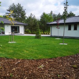 Ogrody Gniezno Łukasz Kaczała - Zadbany trawnik z młodymi drzewkami i korą, otoczony nowoczesnymi domami z ciemnymi dachami. Widok na starannie zaprojektowany ogród.