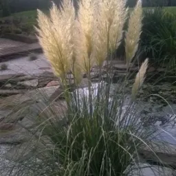 Pampasowa trawa ozdobna z puszystymi kwiatostanami w ogrodzie z białym żwirem i oczkiem wodnym w tle.