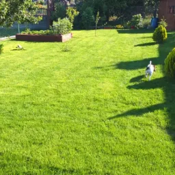 Zadbany trawnik z drewnianymi rabatami, drzewami i krzewami w ogrodzie, z psem rasy Jack Russell Terrier w ruchu.