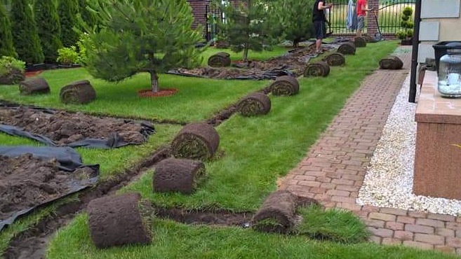 Rozwinięte rolki trawy w rzędach na przygotowanym podłożu w ogrodzie, widoczni pracownicy w tle, ceglana ścieżka z boku.