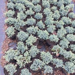 zGarden Radomyśl Wielki 3