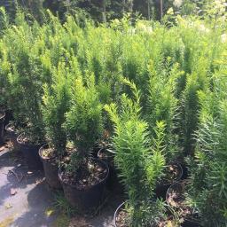 zGarden Radomyśl Wielki 4