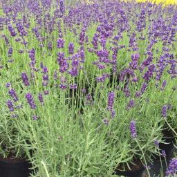 zGarden Radomyśl Wielki 2