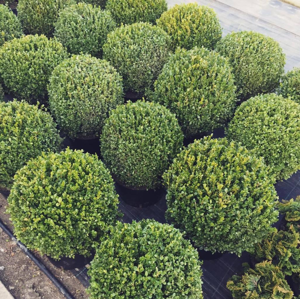 Szkółka bukszpanów w formie kul, ustawionych rzędami na czarnej macie szkółkarskiej, widoczne delikatne różnice w odcieniach zieleni.