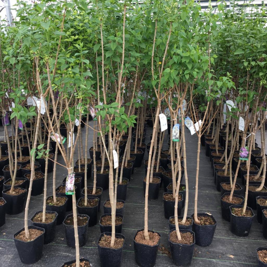 Szkółka drzew: rzędy młodych drzewek liściastych w czarnych doniczkach, z etykietami informacyjnymi, ustawione na czarnej macie w jasnym wnętrzu szklarni.