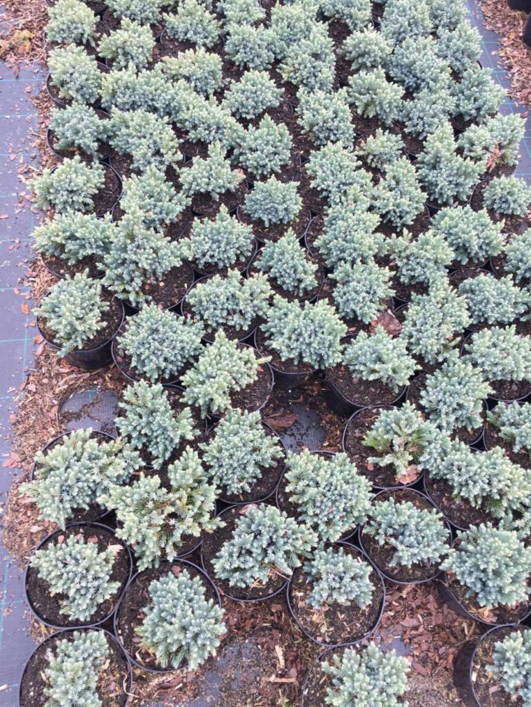 Rządki małych, srebrzystych drzewek iglastych w czarnych doniczkach, ustawionych na czarnej macie szkółkarskiej.