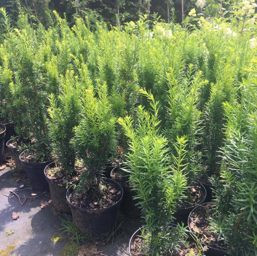 Szkółka iglaków: rząd donic z młodymi, zielonymi cisami, widoczne podłoże i pojedyncze źdźbła trawy przy doniczkach.