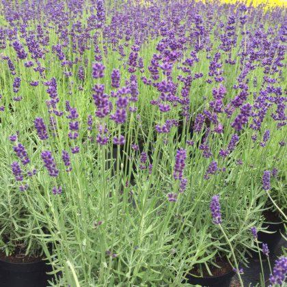 Pole kwitnącej lawendy w doniczkach, widok z bliska, z żółtym odcieniem w tle.