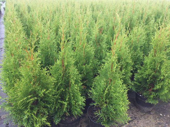 Rządki młodych, zielonych tui w czarnych doniczkach, ustawione blisko siebie w szkółce.