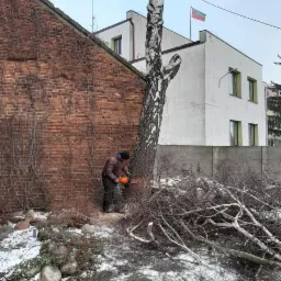 Mężczyzna w brązowej kurtce tnie piłą spalinową pień brzozy obok ceglanego budynku w zimowej scenerii, z powalonymi gałęziami na ziemi pokrytej śniegiem.