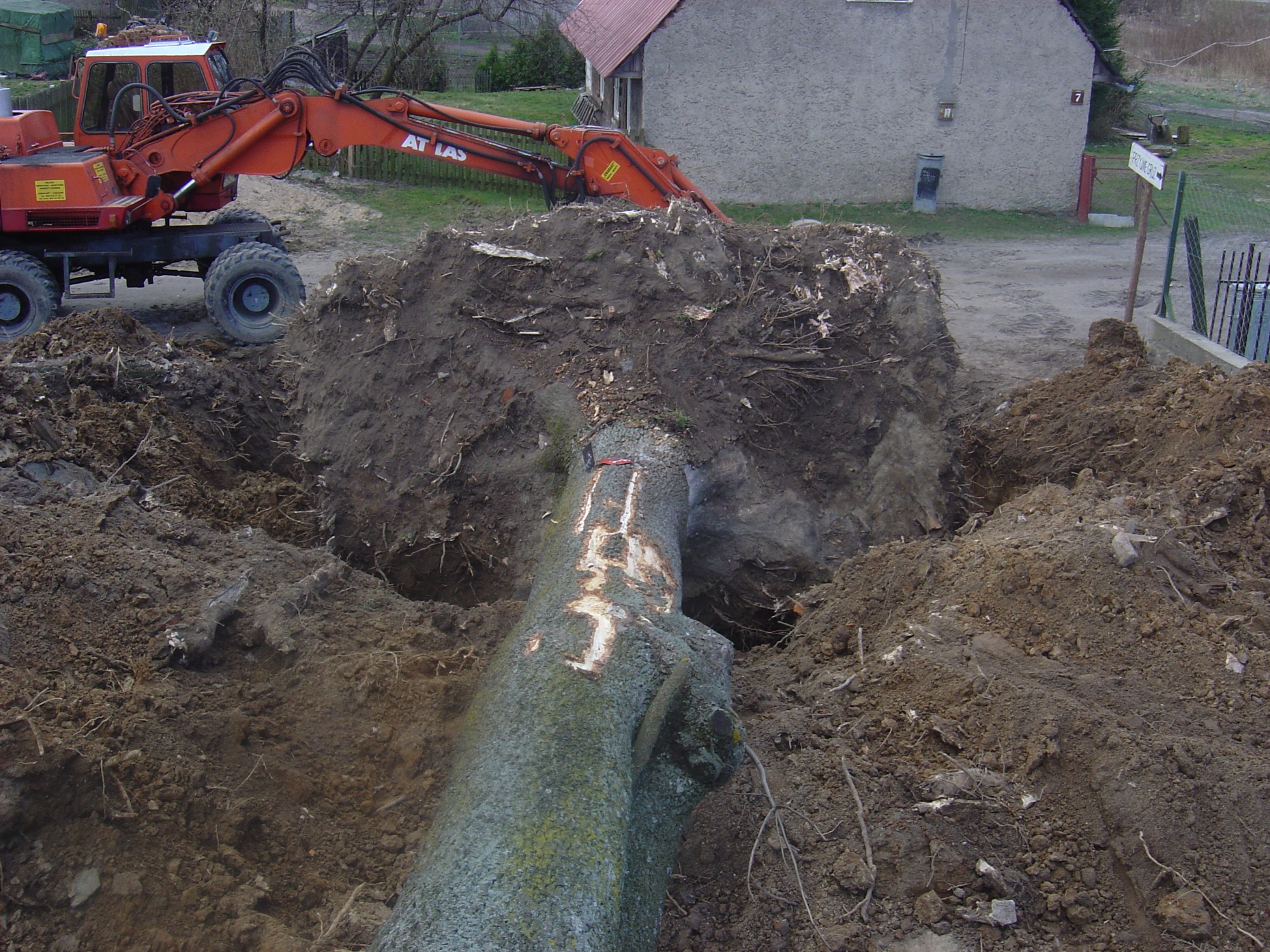 Pomarańczowa koparka Atlas wyciąga z ziemi duży korzeń drzewa z resztkami ziemi, widoczne ślady po cięciu i oznaczenia na pniu, w tle budynek mieszkalny.