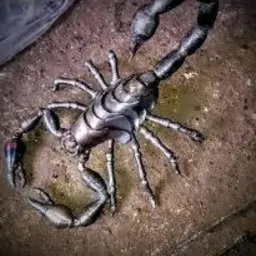 Metalowa rzeźba skorpiona z detalami spawania, umieszczona na szorstkiej, brązowej powierzchni. Widoczne ślady obróbki i subtelne przebarwienia na metalu.