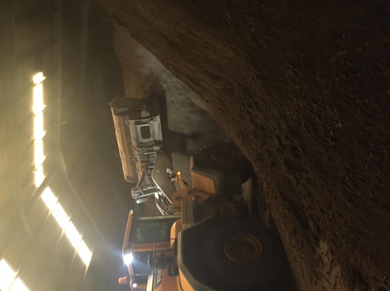 Żółta ładowarka Volvo z pełną łyżką ziemi lub nawozu, pracująca w słabo oświetlonym pomieszczeniu o nierównych, ziemistych ścianach.