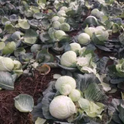 Pole kapusty z widocznymi głowami i liśćmi, ziemia w tle, lekko pochmurne oświetlenie podkreśla naturalny charakter uprawy.