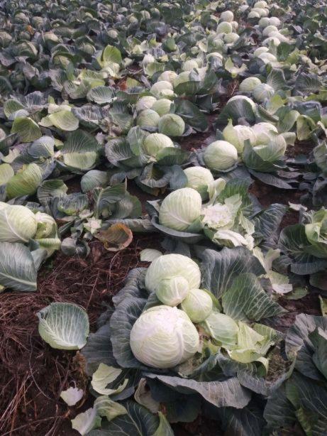 Pole kapusty z widocznymi głowami i liśćmi, ziemia w tle, lekko pochmurne oświetlenie podkreśla naturalny charakter uprawy.