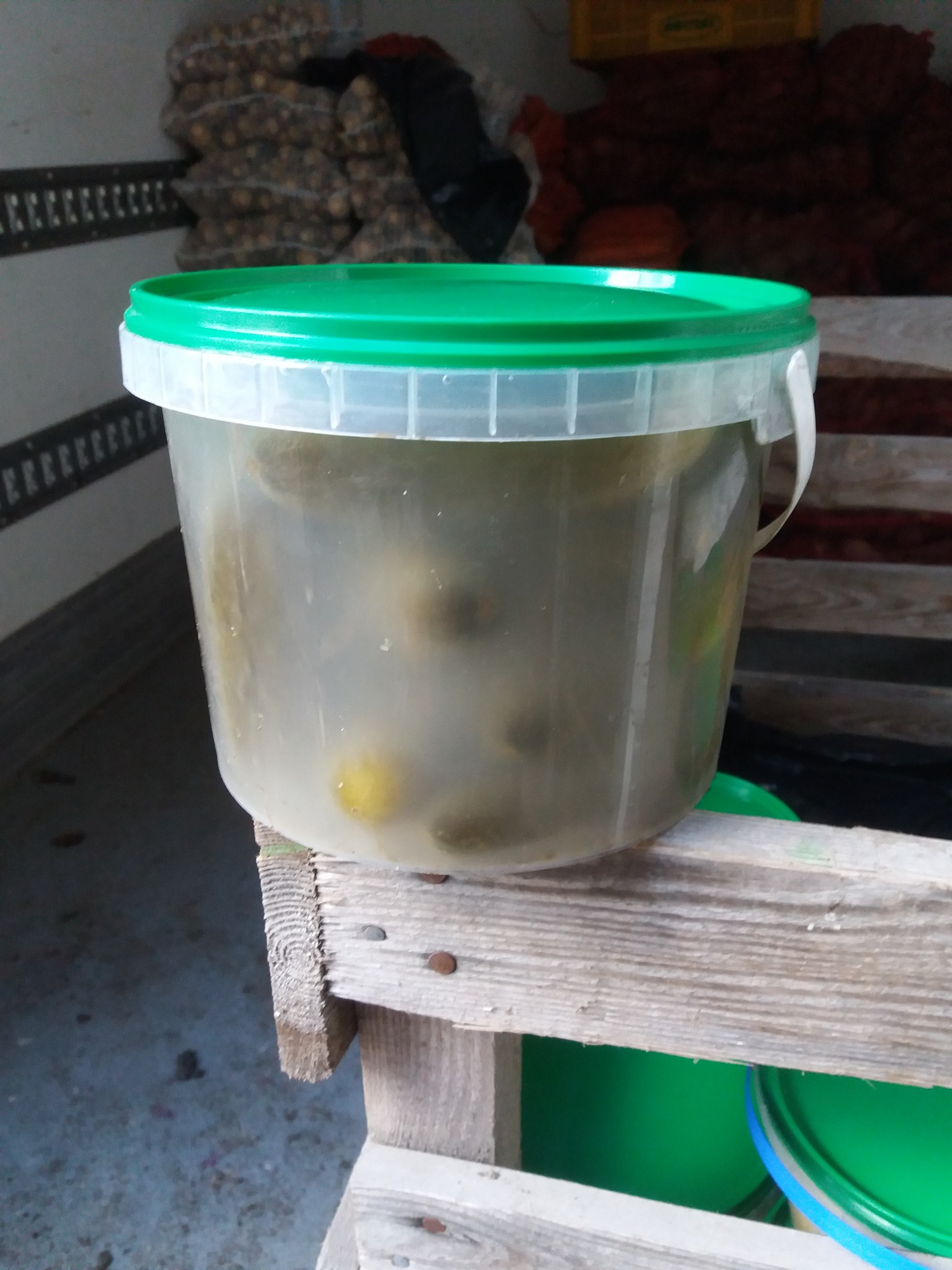 Przezroczyste wiadro z zieloną pokrywą, wypełnione kiszonymi ogórkami w mętnej zalewie, ustawione na drewnianej konstrukcji w przestrzeni ładunkowej pojazdu, z workami z ziemniakami w tle.