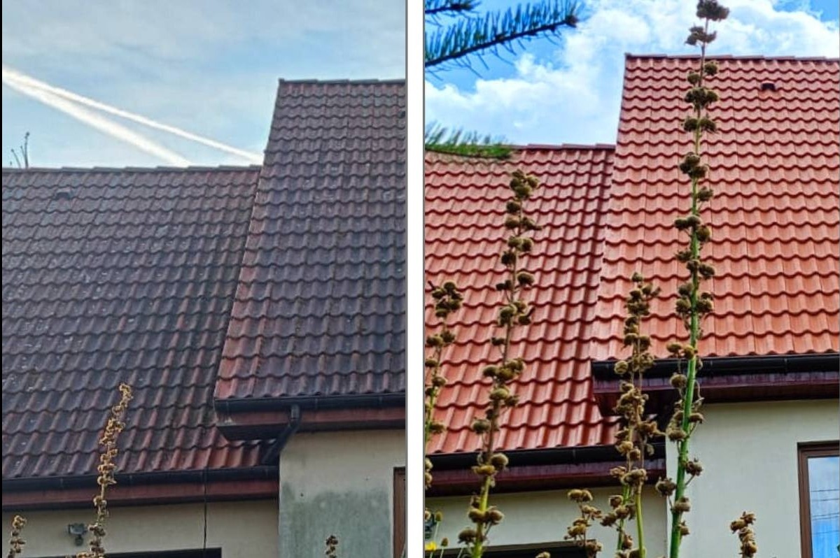 Dachówka przed i po czyszczeniu: po lewej ciemna, zabrudzona, po prawej odświeżona, czerwona. Ujęcie z dołu, widoczne rośliny i fragment elewacji.