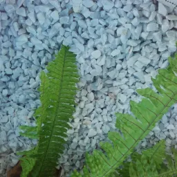 Jasnoszare, drobne kamienie dekoracyjne z zielonymi liśćmi paproci w rogu kadru.
