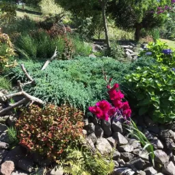 Kaskadowy ogród skalny z różnorodnymi roślinami: płożący jałowiec, kępy traw, krzew z czerwonymi liśćmi, paprocie i jaskrawoczerwone mieczyki na tle kamiennego murku.